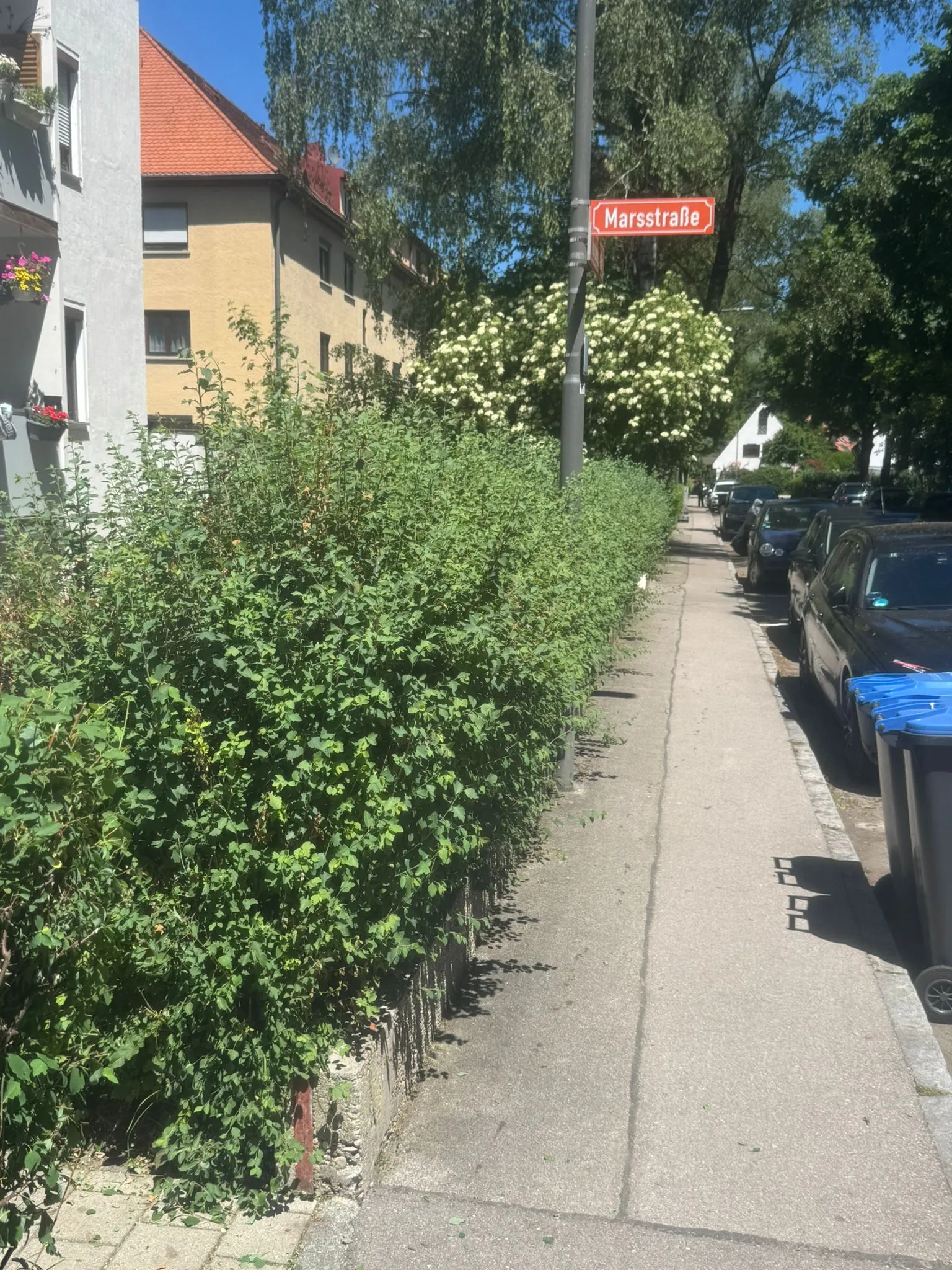 Hecke an der Marsstraße vor der Pflege, mit hoch und zum Gehweg hin wachsenden Trieben